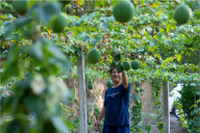今年瓜蔞長勢喜人 攝影：胡九思